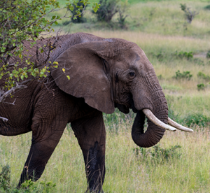 Kenya Safaris-Tanzania wildlife safaris -Botswana safaris-World Africa safari tour-expeditions adventures and safaris-