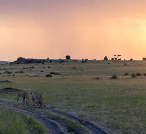 Lion Family_Africa Safaris