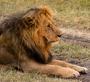 Close up lion on safari