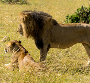 Lion Courtship