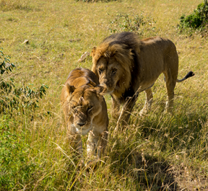 Lion courtship-Africa Wildlife Tours