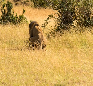 Lion mating on Africa safari tour