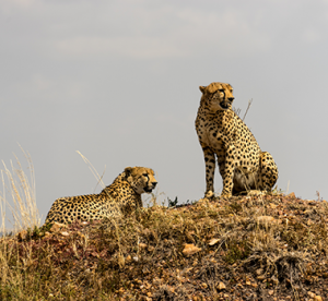 Cheetah at the view point. Africa Wildlife Safaris