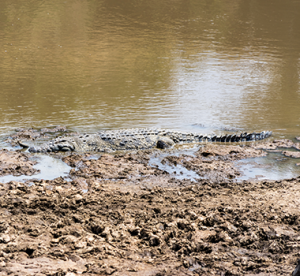 Crocodile in Mara River