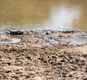 Crocodile in Mara River
