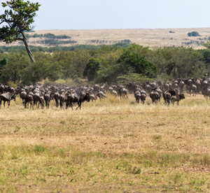 8 Day Kenya Safari
