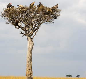 Wildlife Safaris-Vultures