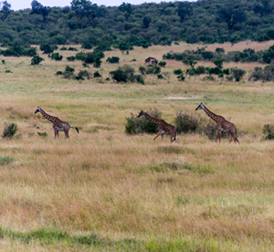 Giraffes walking across the savannah