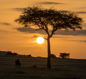 Africa Safari Vacation