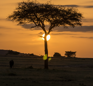 Wildlife Safaris_Kenya