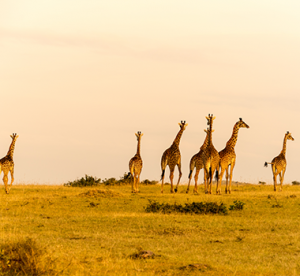 Africa Safari Tour