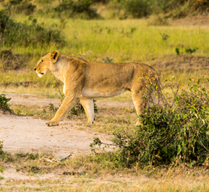 Lioness-Masai Mara-Wildlife Viewing-El Mundo Safaris
