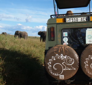 kruger park safaris-luxury safaris-serengeti safari park-Africa safari tour-botswana safaris