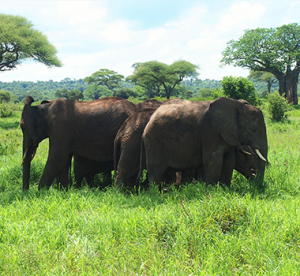 World Expeditions- Africa safari tour-expeditions adventures and safaris-Tarangire-Serengeti-Tanzania Safaris