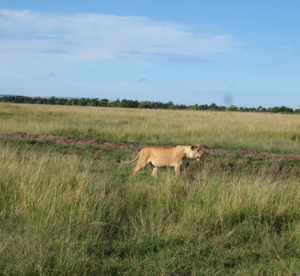 kruger park safaris-luxury safaris-serengeti safari park-Africa safari tour-botswana safaris