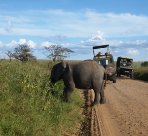 Game Drive in Serengeti-kruger park safaris-luxury safaris-serengeti safari park-Africa safari tour