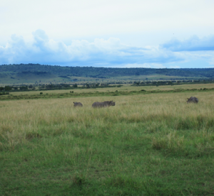 -kenya safaris-Africa safari tour- Serengeti Migration packages-Tanzania adventure safaris- Education- Serengeti Migration packages al Tours Tanzania