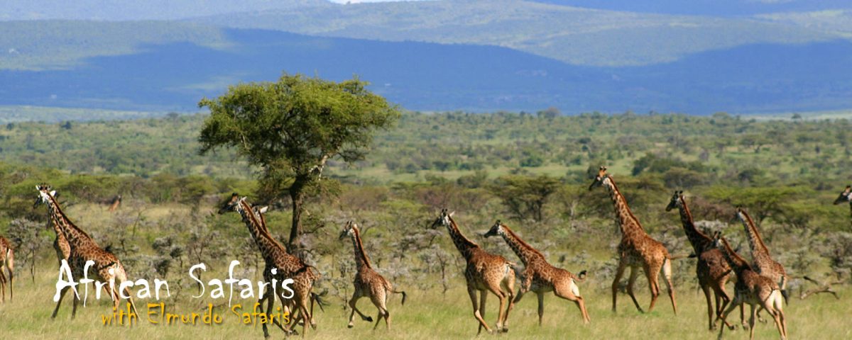 Giraffee African Safari