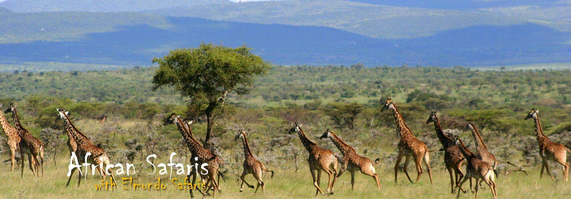 Giraffee African Safari
