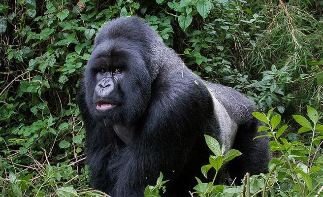 silverback-gorillas | El Mundo Safaris